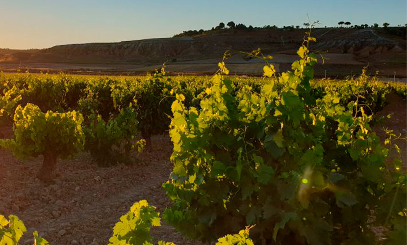 Visita viñedos de la Bodega Lagar del Duque en Fuensaldaña para enoturismo en Valladolid